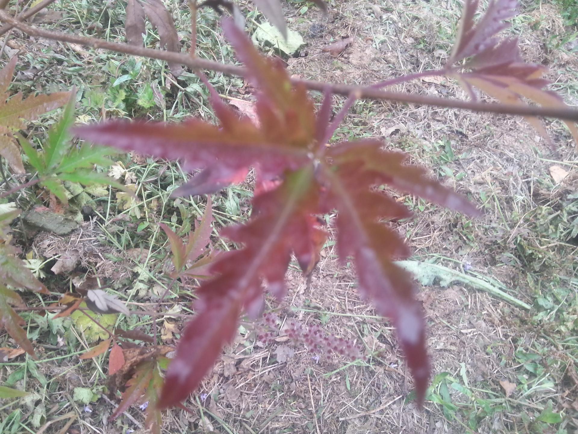 Vitex negundo ssp. cannabifolia (3)