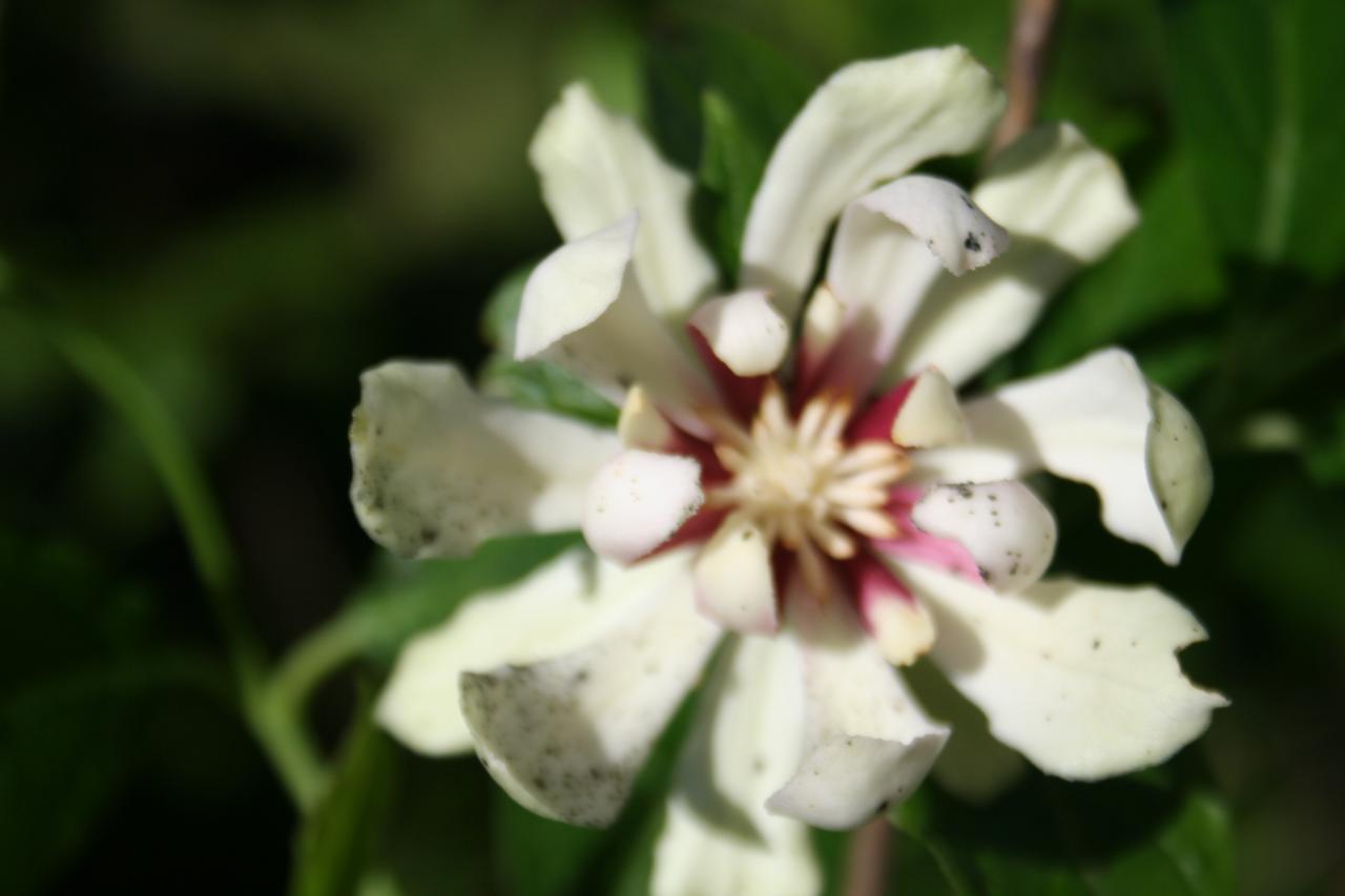 XSinocalycanthus raulstonii 'Venus'®-2-