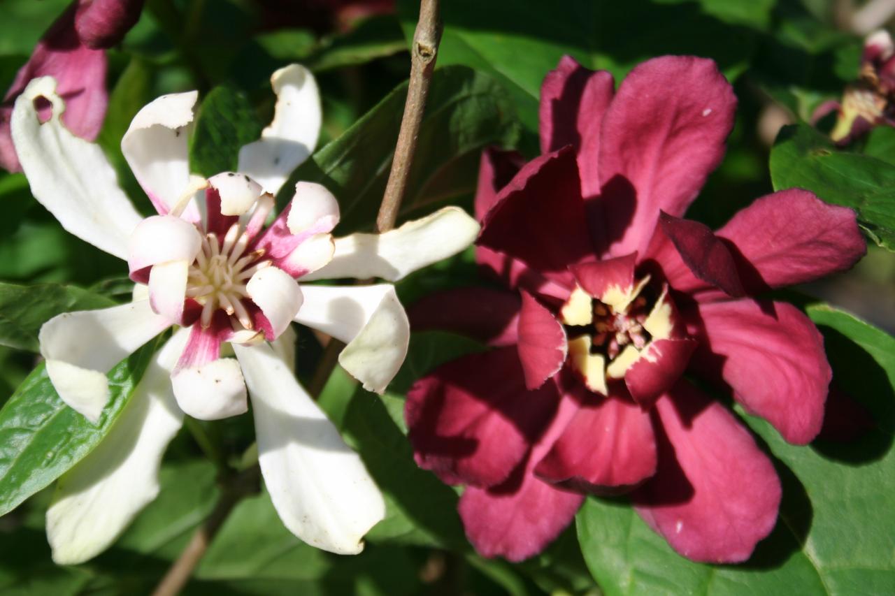 XSinocalycanthus raulstonii 'Venus'®-5-