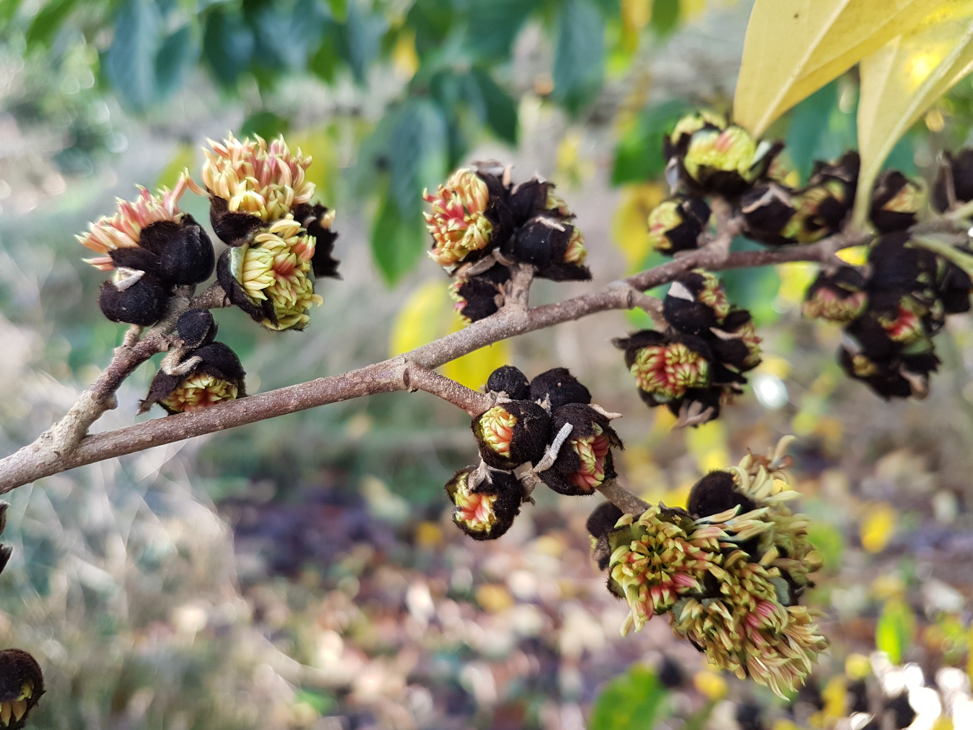 XSycoparrotia semidecidua