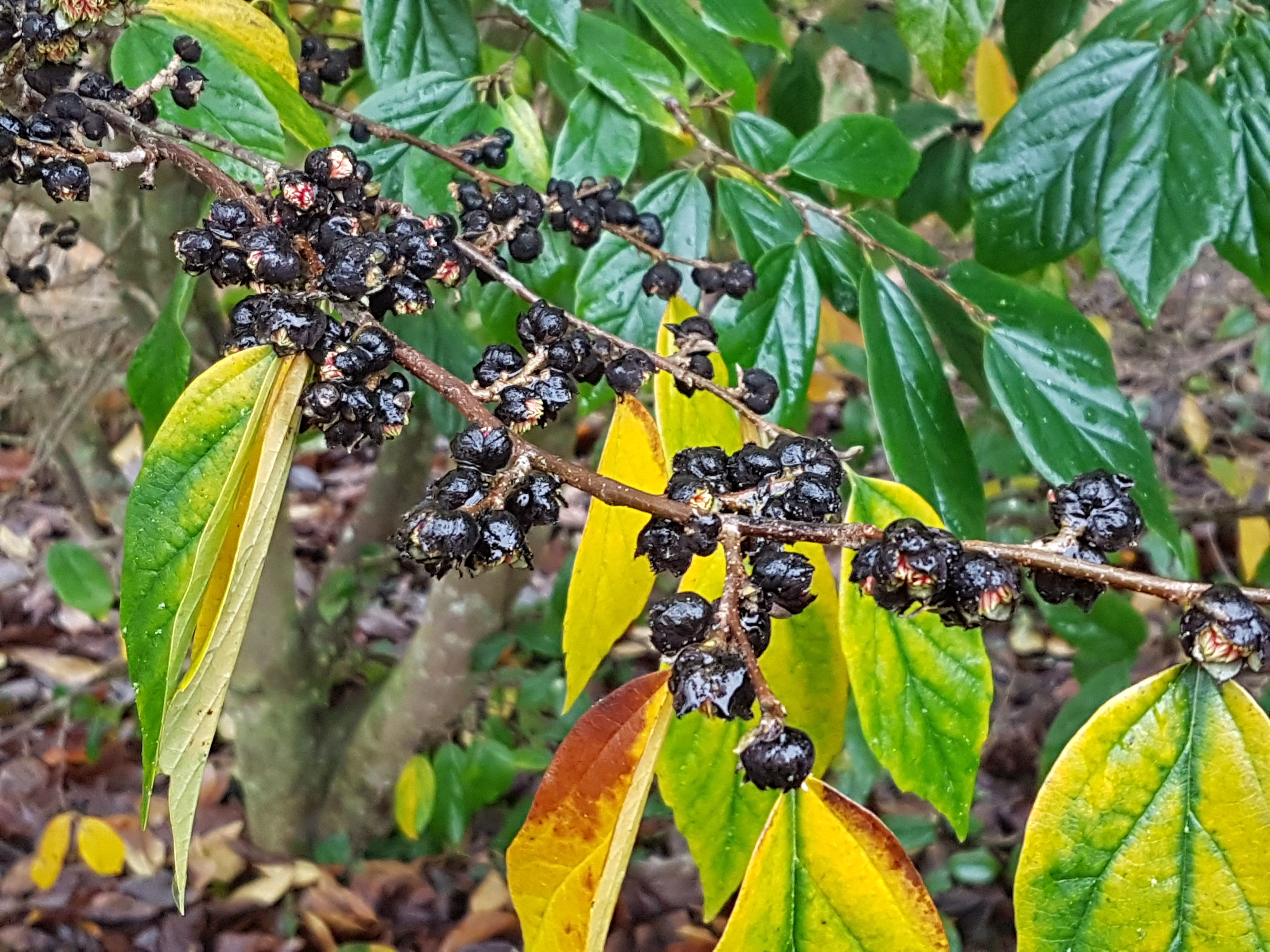 XSycoparrotia semidecidua