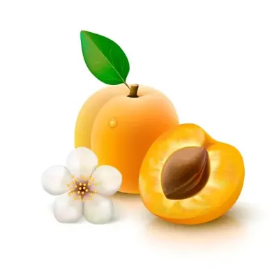 Dessin abricot